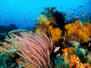 Canon S90 - Komodo Reefs by Stephen Holinski 